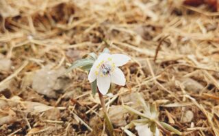 セツブンソウ – 栃木市観光協会