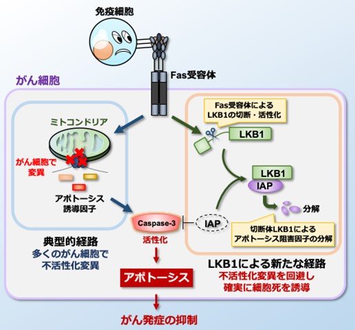 がん細胞を確実に「死」へと導く新たな機構を解明 - | プレス
