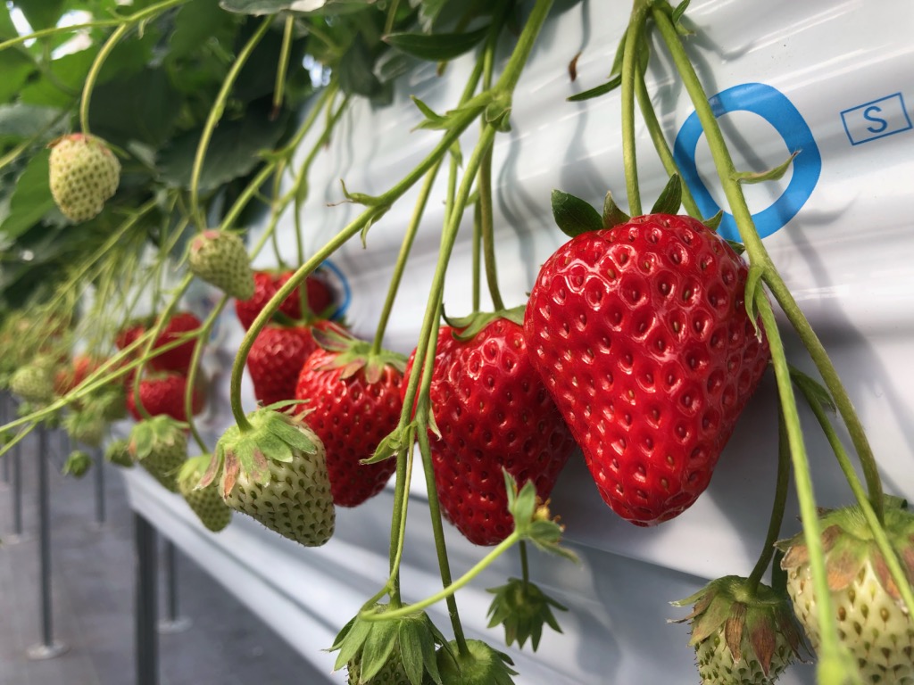 いちご狩り・いちご ぶどう直売 サニー農園 | 東海市観光協会