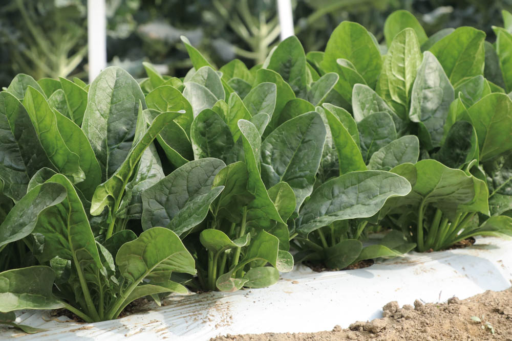 ホウレンソウ 【エクストリーム (TSX-712)】 超立性で作業性良好な秋