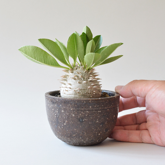 パキポディウム・ブレビカウレ (恵比寿笑い) | 多肉植物・特別な鉢の