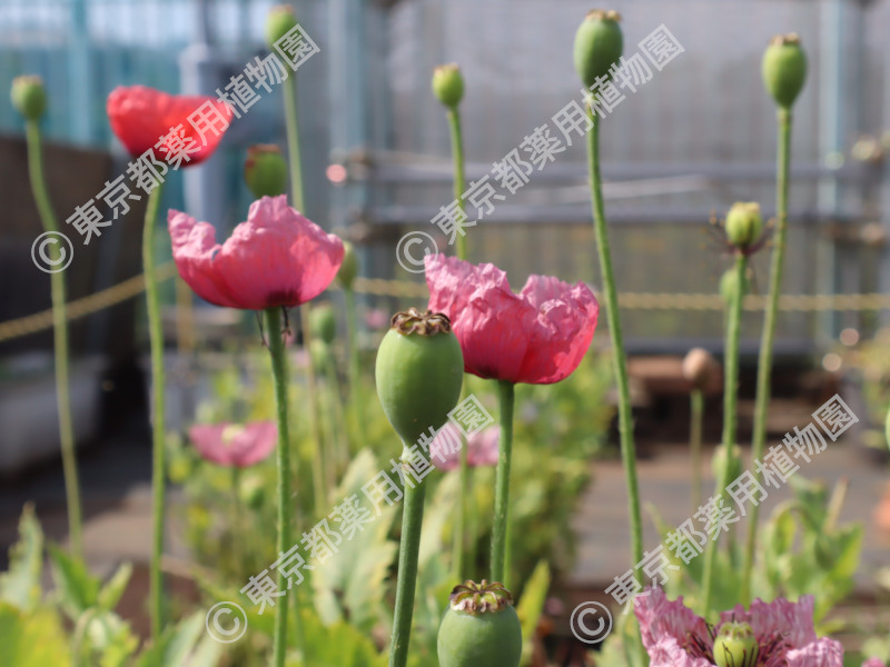 東京都薬用植物園 ケシの開花状況【2025/05/20現在・今年度最終
