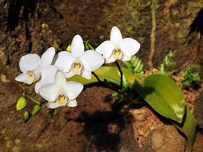 ファレノプシス（胡蝶蘭）｜公園へ行こう！