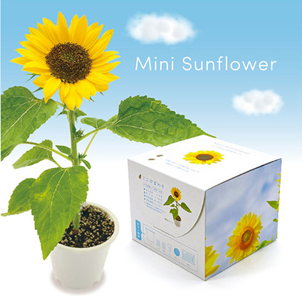東京優芳園｜ミニひまわり栽培キット