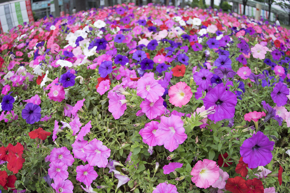 SMC PENTAX-F FISH-EYE 17-28mmF3.5-4.5 いますぐ撮れるPKフルサイズ