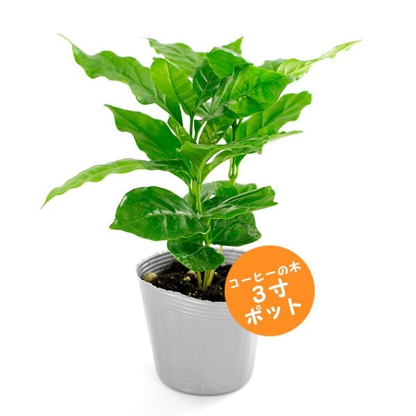 ダイナミックなコーヒーの木 10号 140センチ ダイナミックなコーヒーの