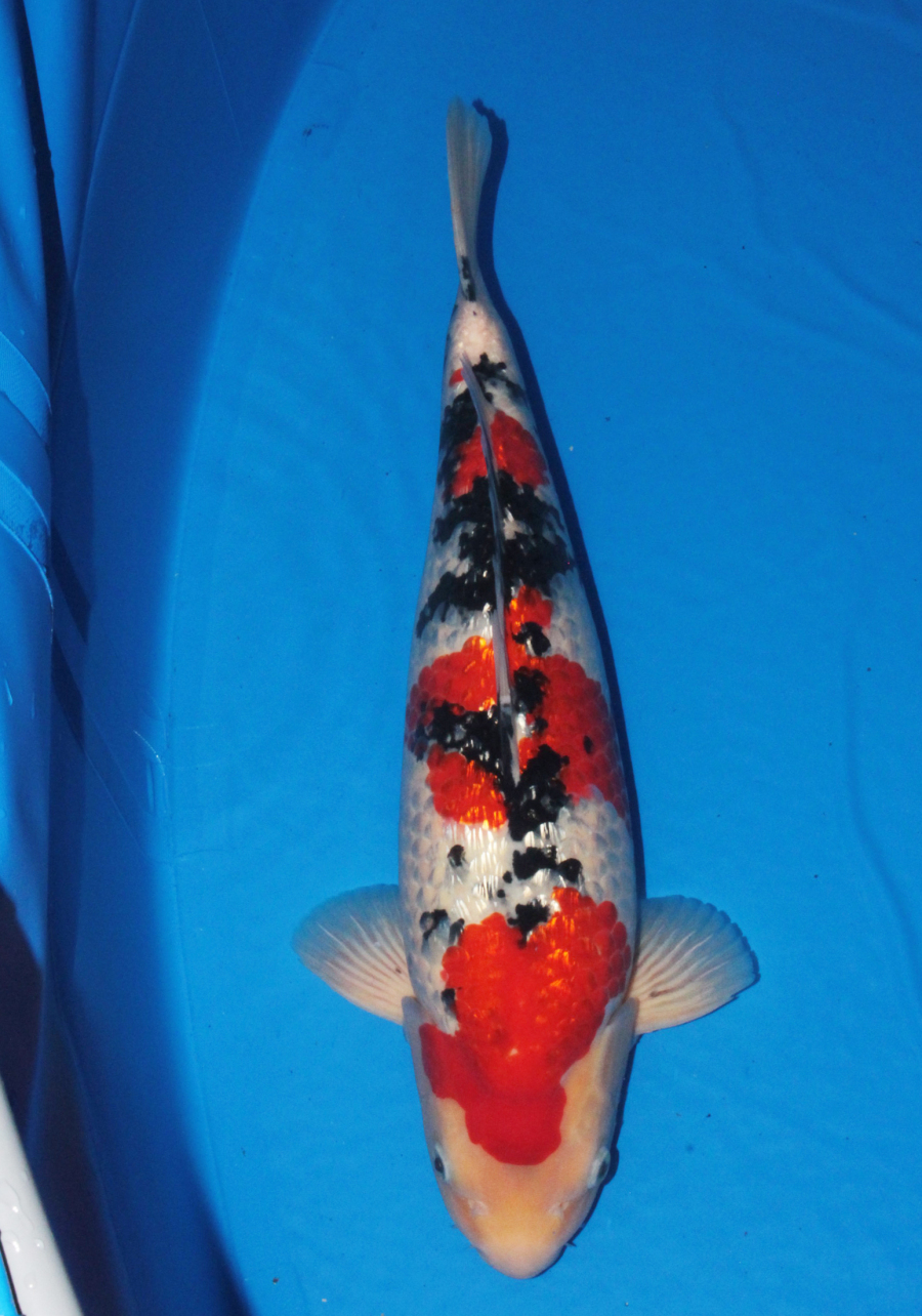 銀鱗三色 - 錦鯉 - 手取フィッシュランド