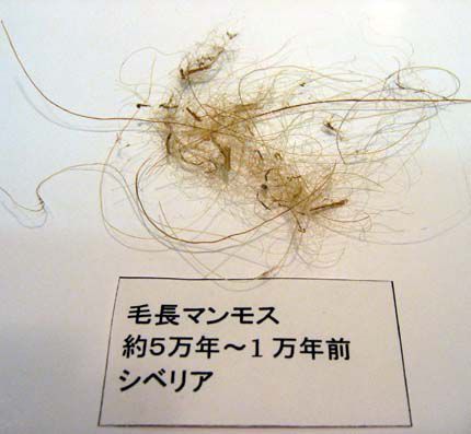 化石 マンモスの体毛iw081002l - 横浜中華街天宝堂本店