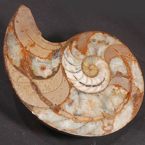 古生代アンモナイト化石 2個一組iw110410a08 - 横浜中華街天宝堂本店