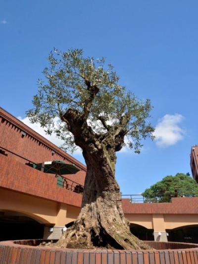 樹齢400年超 オリーブの木を国見キャンパスに植樹｜東北福祉大学