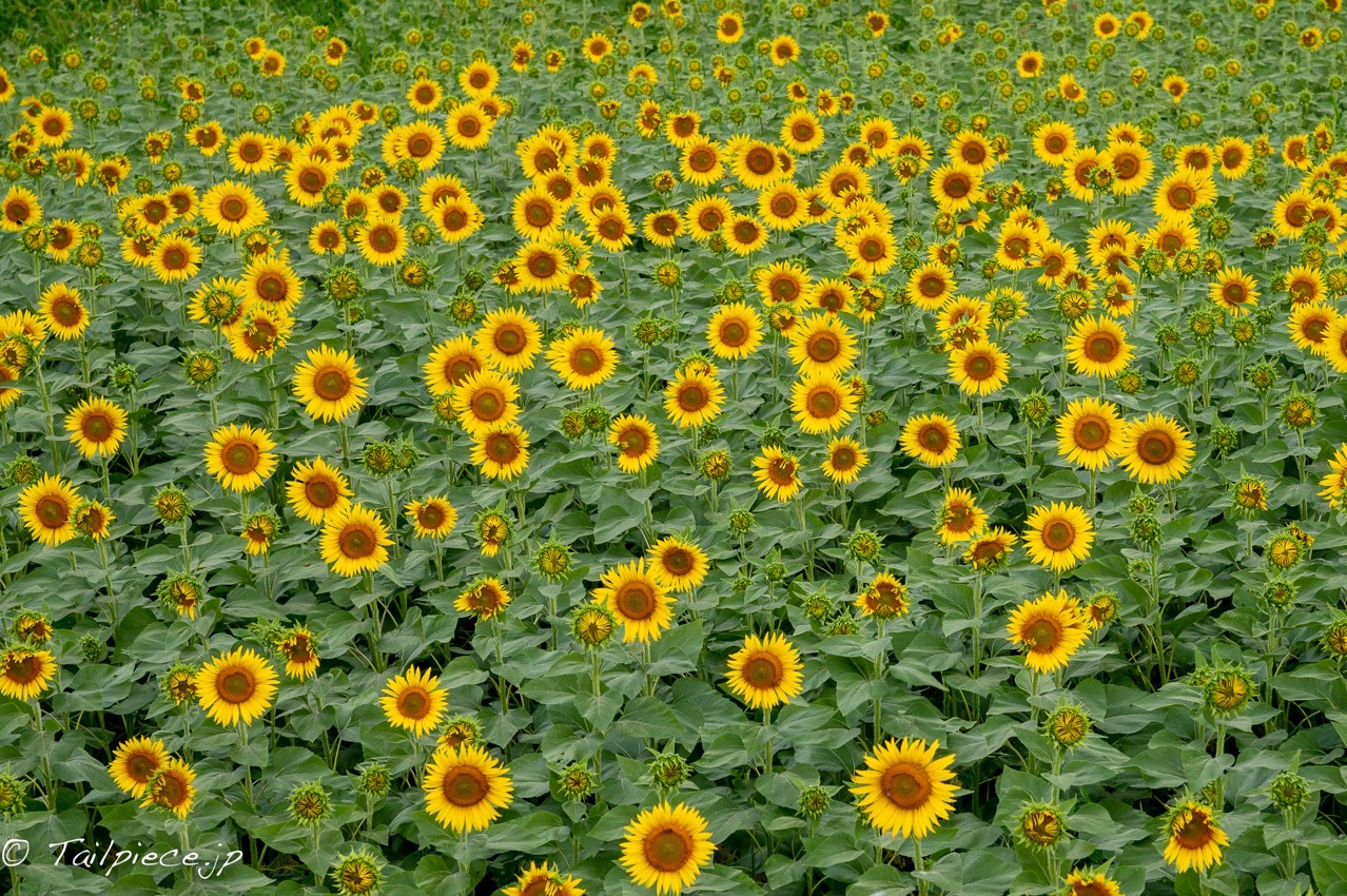 葛城市平岡のひまわり畑 | プロマネの石積み場