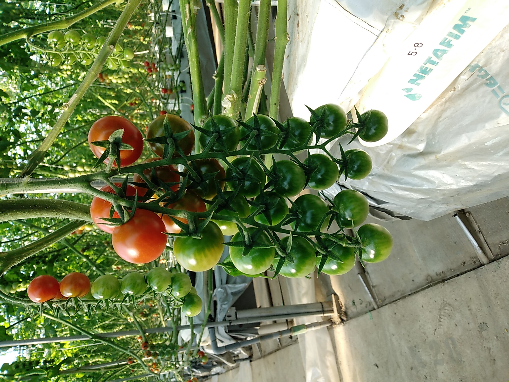 高田種苗オンライン / TYダルタリー TY Daltary RZ 100粒袋