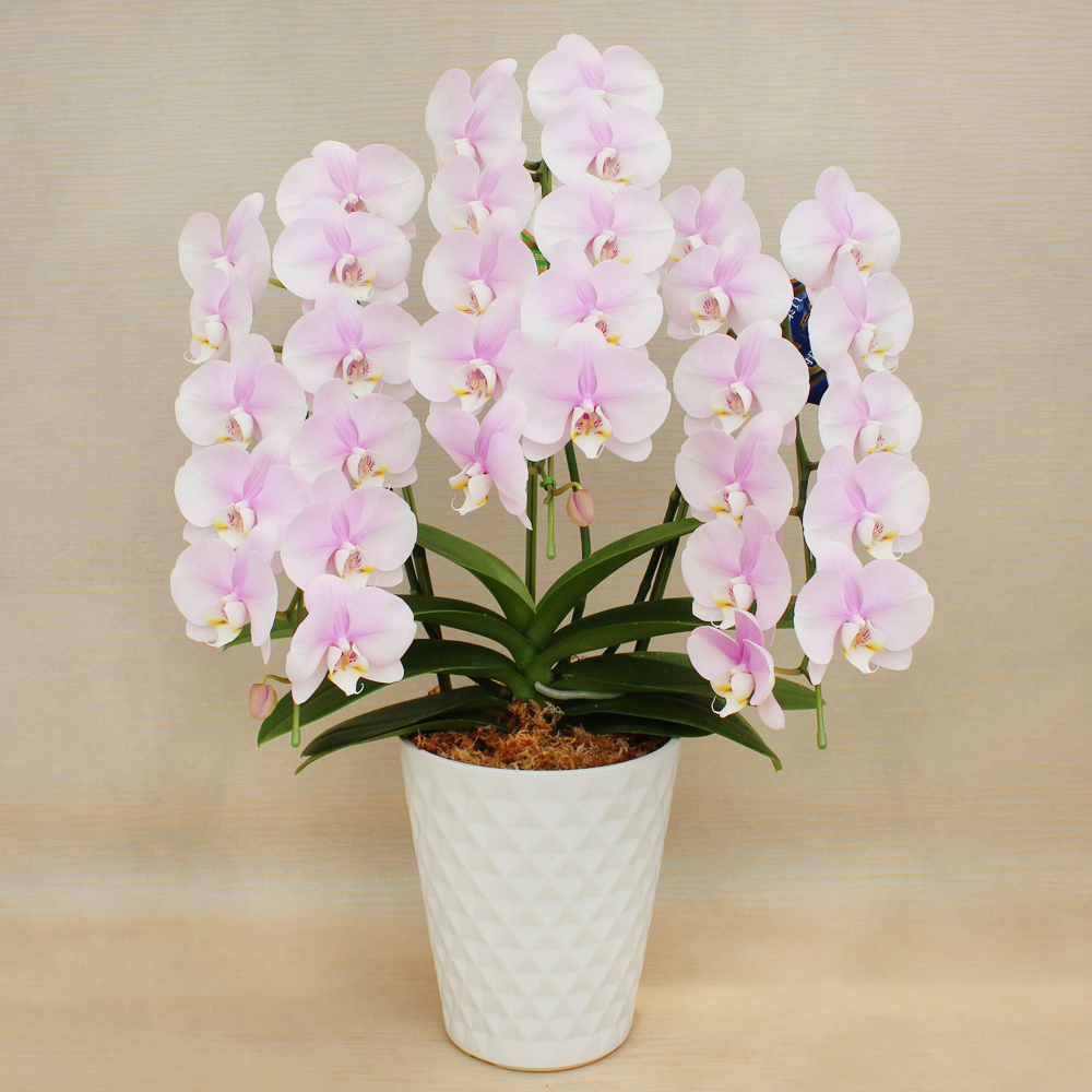 胡蝶蘭 シャイニーピンク | 商品詳細 | 高島屋オンラインストア