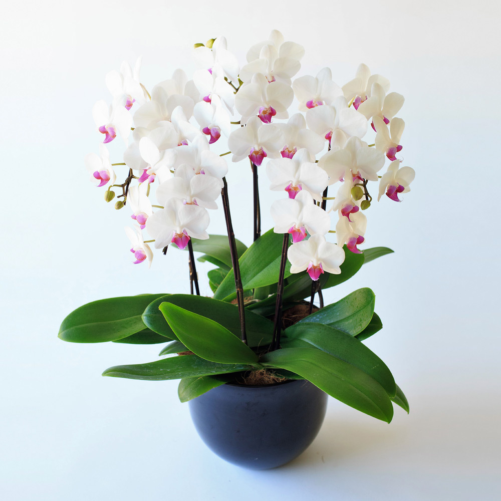 生花胡蝶蘭 ホワイト系7号5本立ち | 商品詳細 | 高島屋オンラインストア