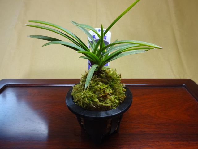 山野草の販売通販（富貴蘭 黄鳳） 株式会社 原田園芸（原田園芸）