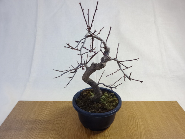 盆栽の販売通販（緋梅(1)） 株式会社 原田園芸（原田園芸）