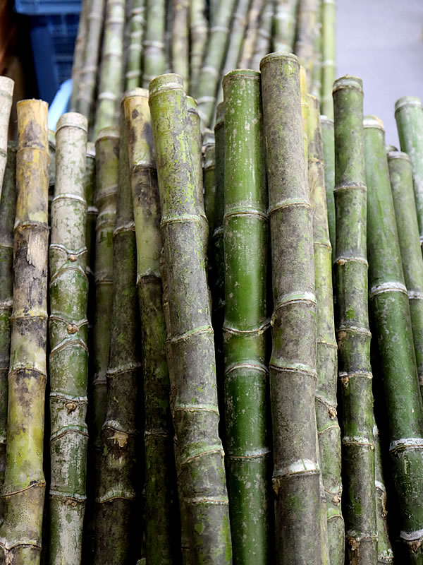 布袋竹の遍路杖 - 竹虎四代目がゆく！