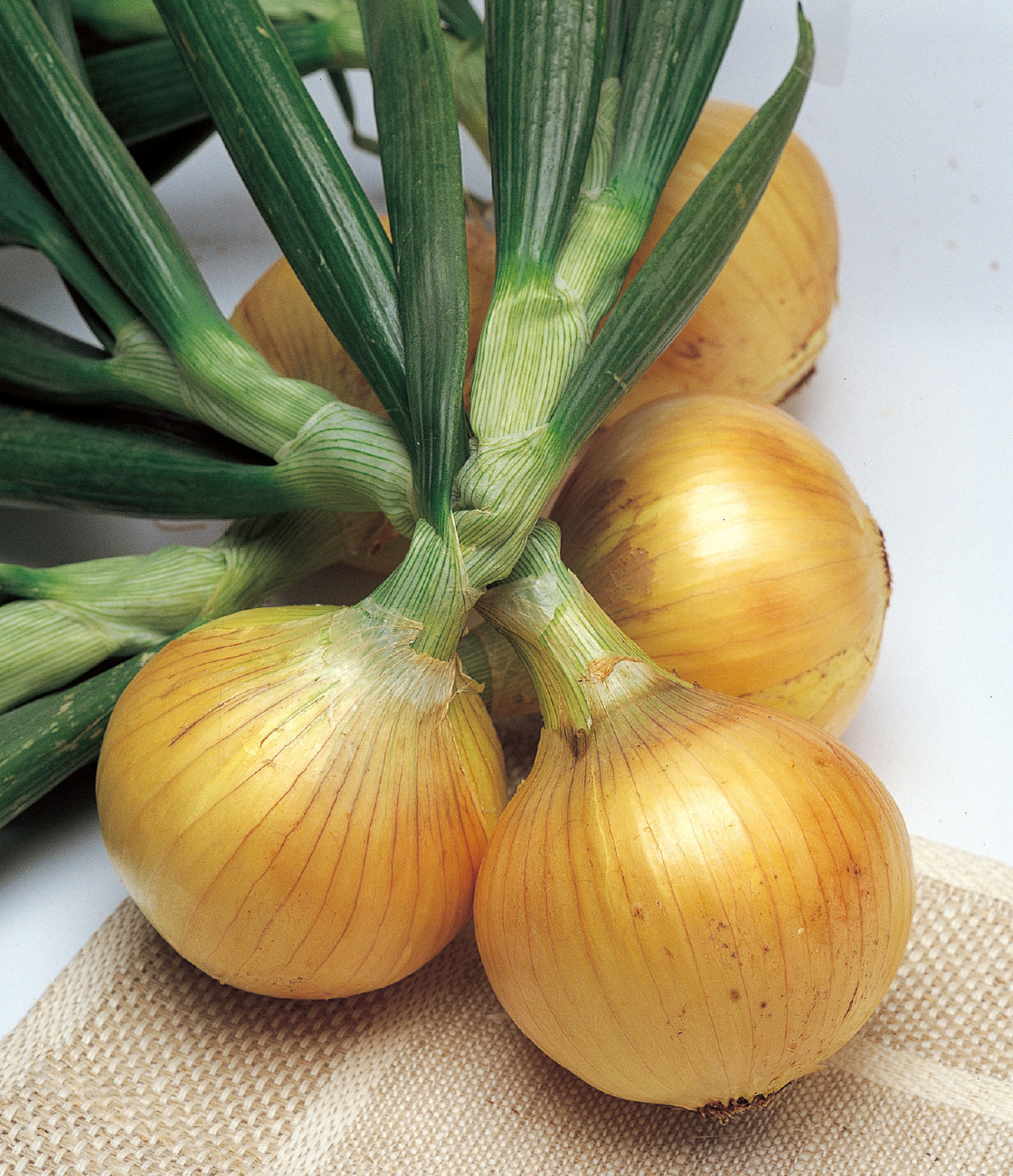 ソニック タマネギ ｜ 品種カタログ ｜ タキイの野菜【タキイ種苗】