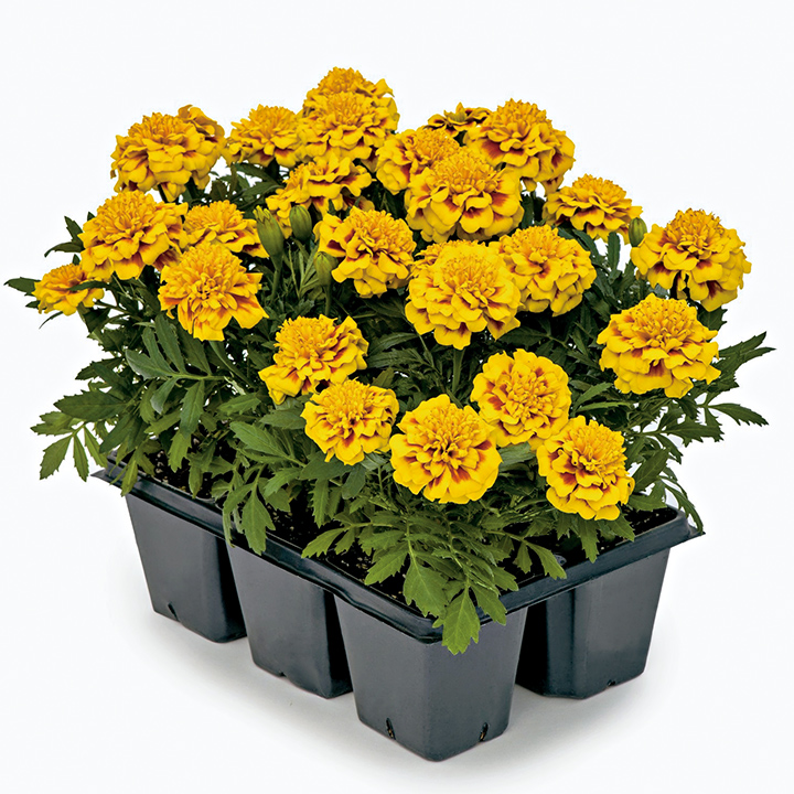 マリーゴールド ｜ 品種カタログ ｜ 調べる ｜ タキイ種苗株式会社