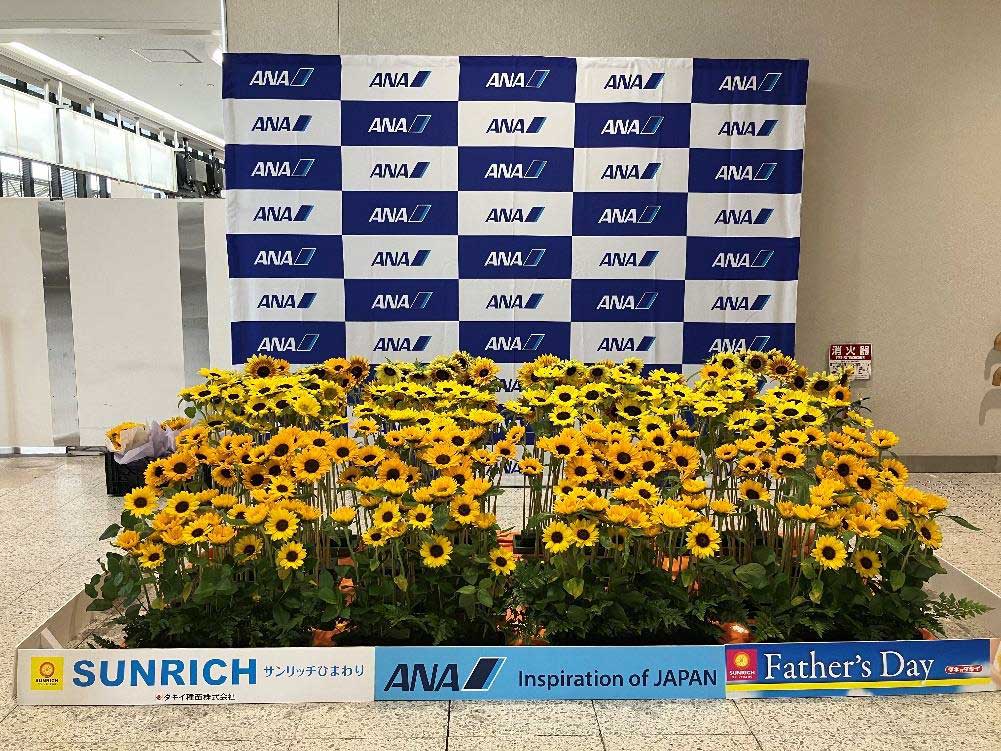 ANA×タキイコラボ企画 大阪国際空港で父の日に『サンリッチひまわり』 展示
