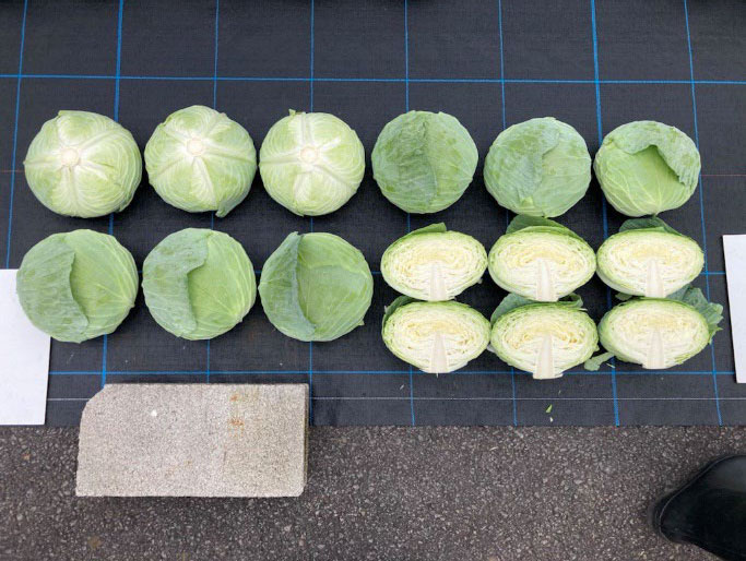 全日本野菜品種審査会キャベツ（夏秋どり）の部でキャベツ『涼空（品種