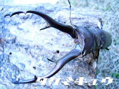 インペラトールホソアカ