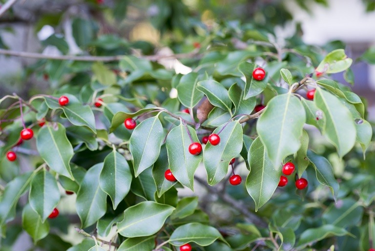 ソヨゴ」｜外構とお庭作りのthe.Leaf（ザ・リーフ）｜ 鈴鹿市・四日市