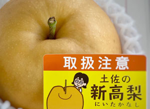 甘みたっぷり！梨の王様【土佐の新高梨】を良心価格でお届け ～土佐の