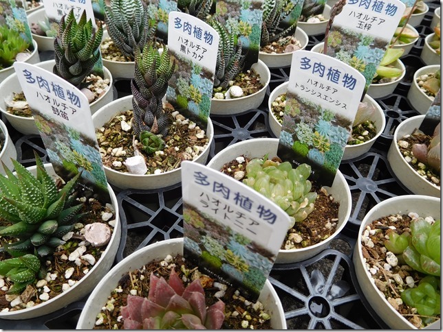 多肉植物BIG即売会、明日から ＼(＾▽＾)／ | ザ・ガーデンの園芸