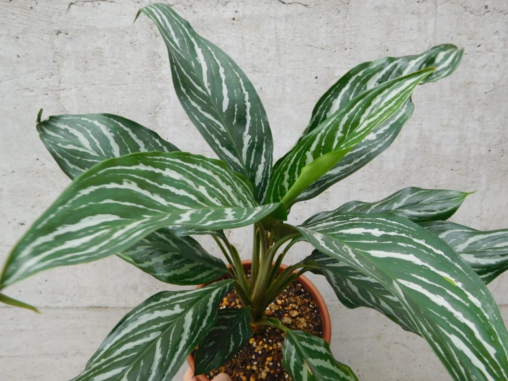 アグラオネマ カーティシー」入荷しました(/・ω・)/ | ザ・ガーデンの