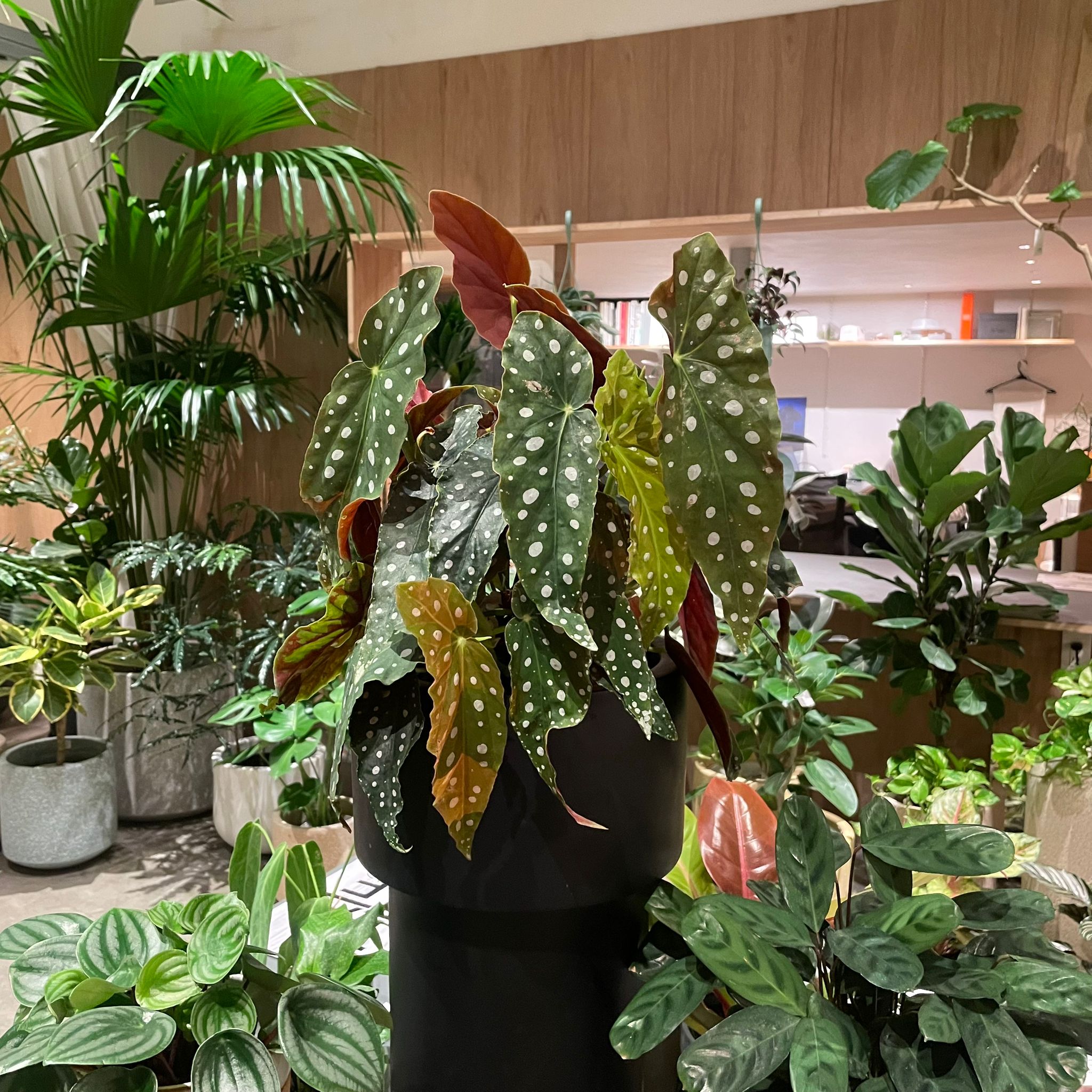 ベゴニア マクラータ I インドアプランツ I プラントソサエティ