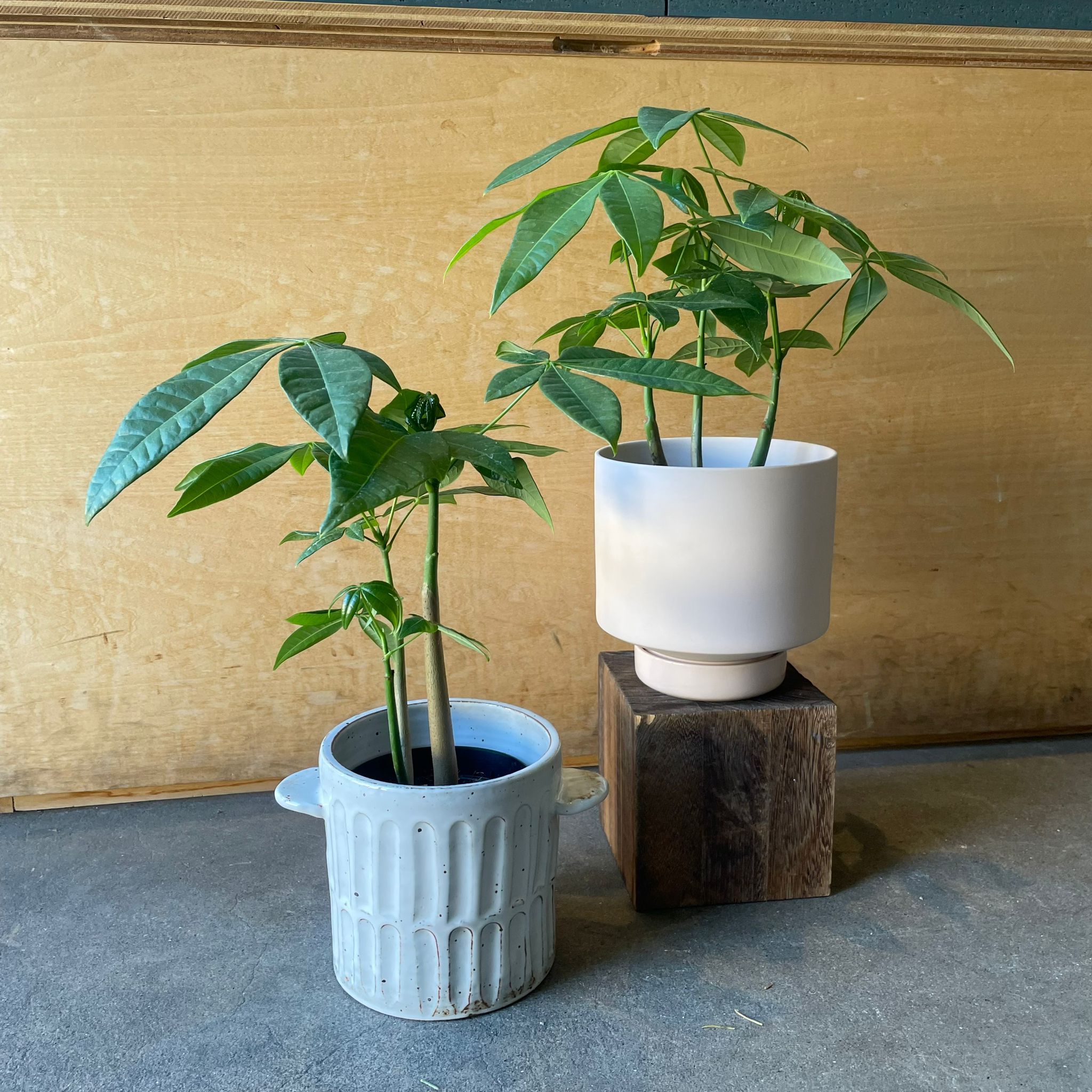 パキラ I インドアプランツ I プラントソサエティトーキョー – THE