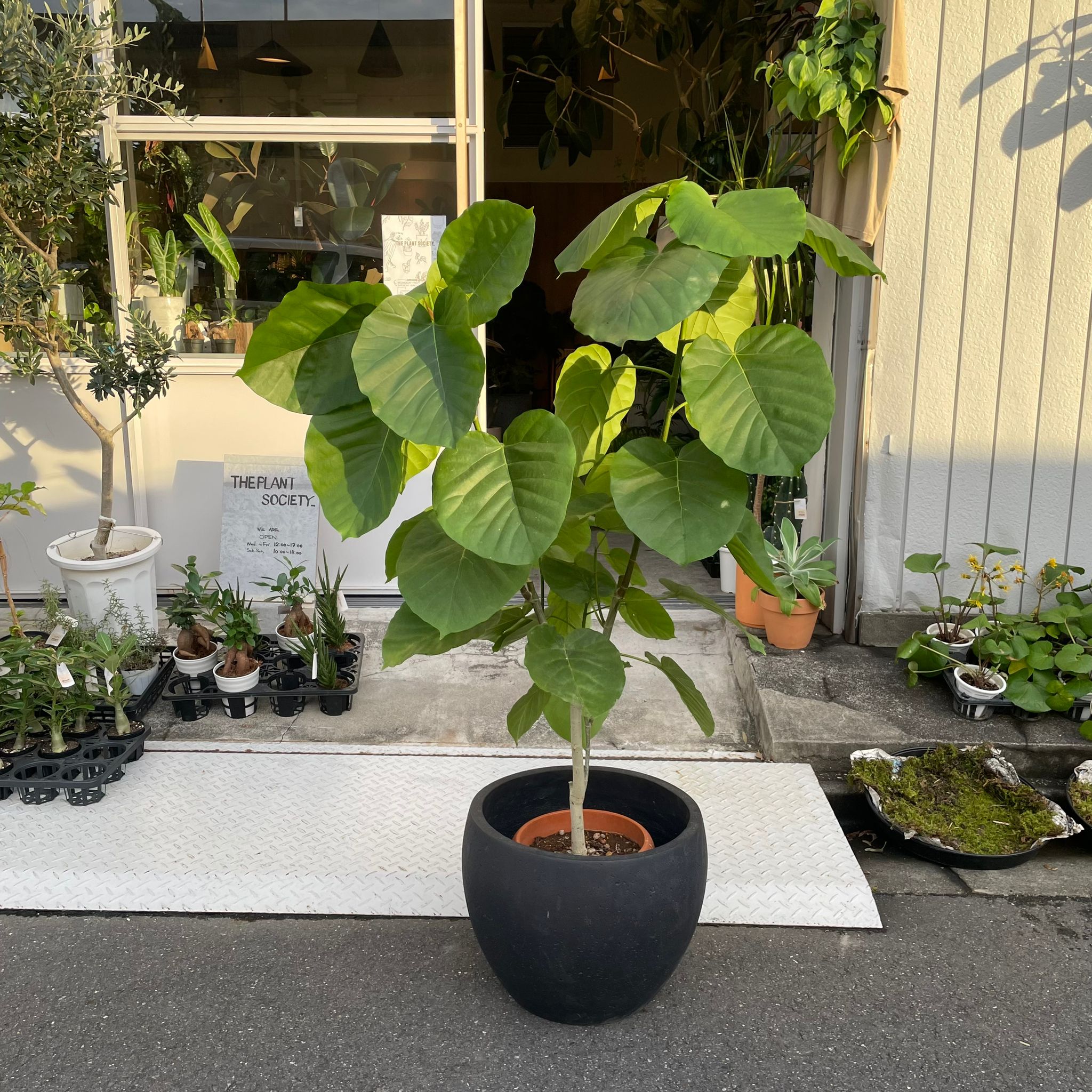 フィカス ウンベラータ 150cm S-shaped tree form 8号 【公式通販】