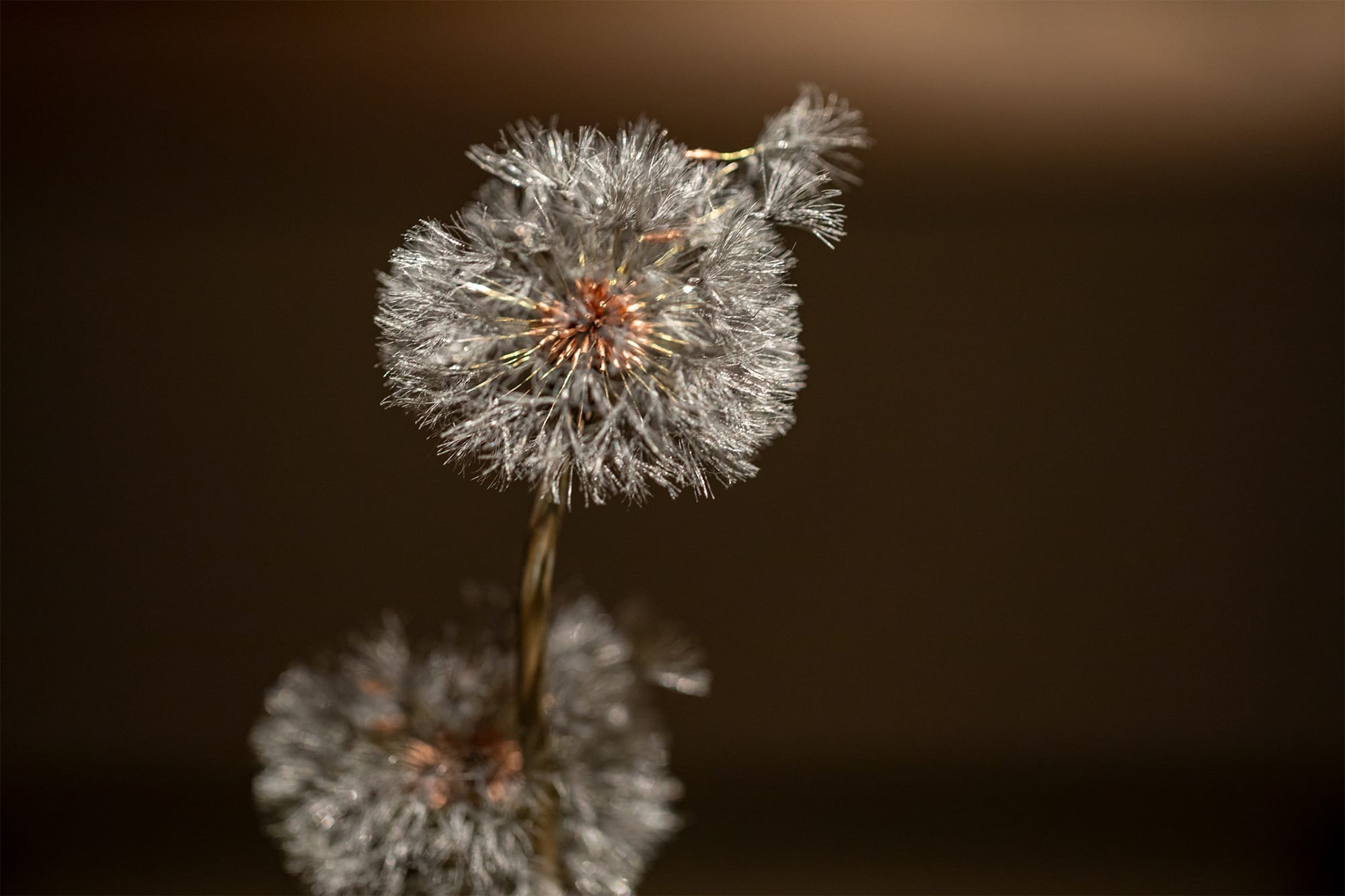 Meticulously Sculpted and Tarnished Dandelions Preserve the Herb's