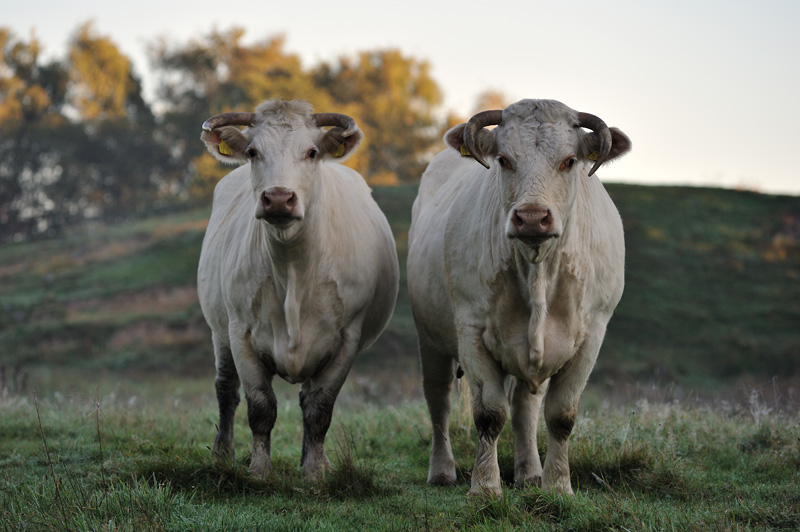 through the Nikon F-Mount - Nikon AF Nikkor 80-200mm f/2.8 D review