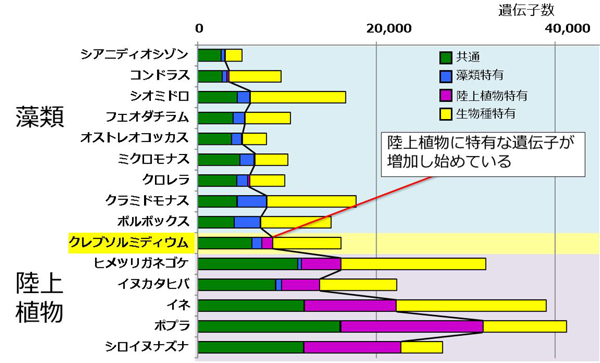 藻類から陸上植物への進化をつなぐ車軸藻植物のゲノム配列を解読