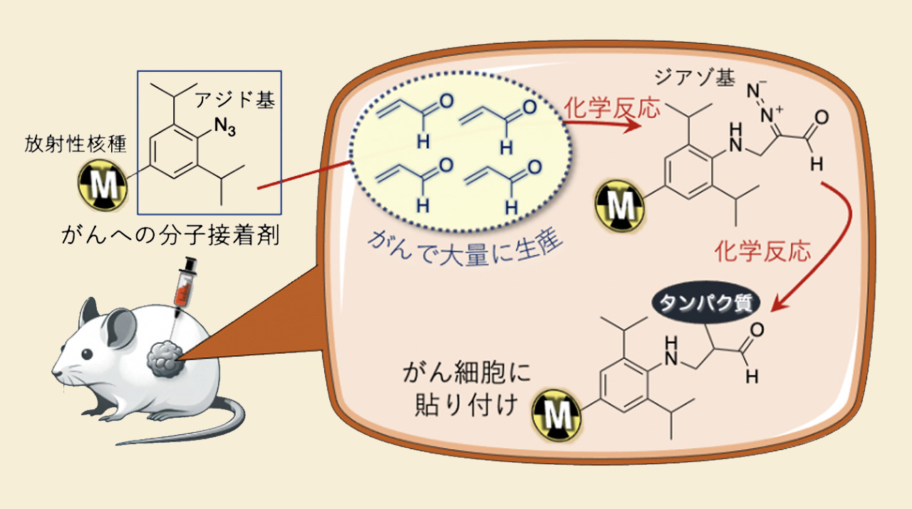 乱用薬物密造の化学 乱用薬物密造の化学完全版 | 薬師寺 美津秀 |本