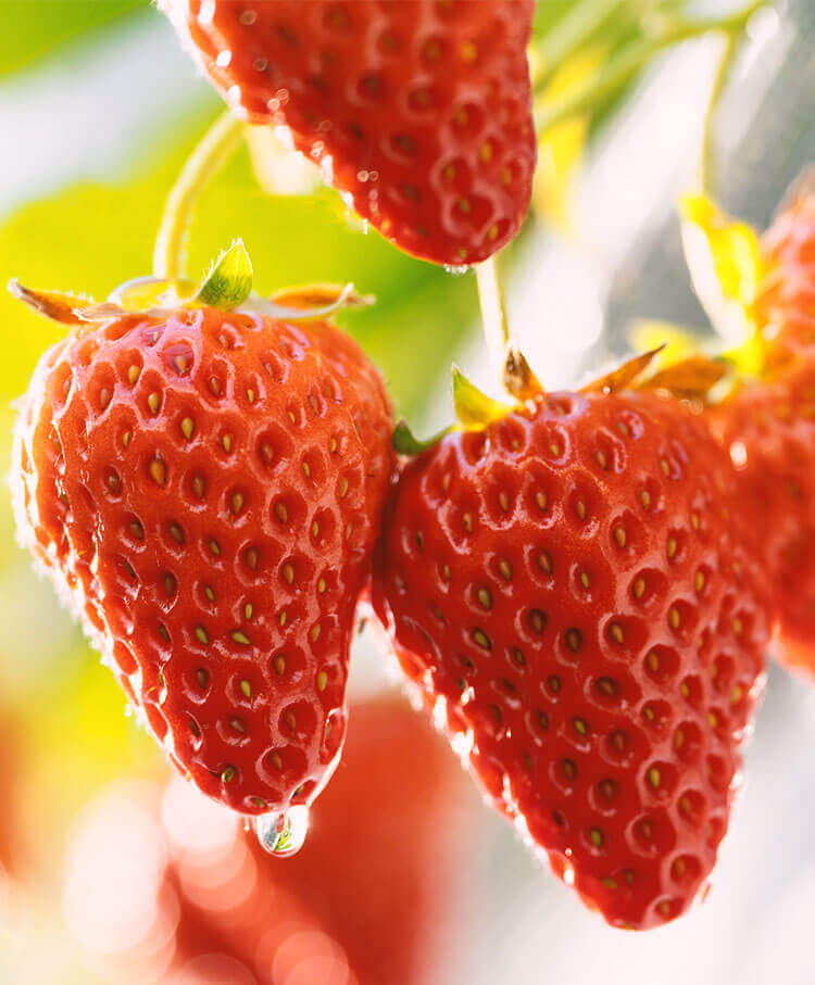 千葉県富里市の津田農園｜いちご狩り、直売所、通販｜真紅の美鈴を販売