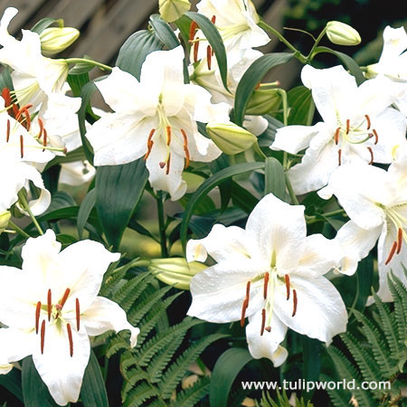 Casablanca Oriental Lilies Jumbo Pack | Tulip World | 27254