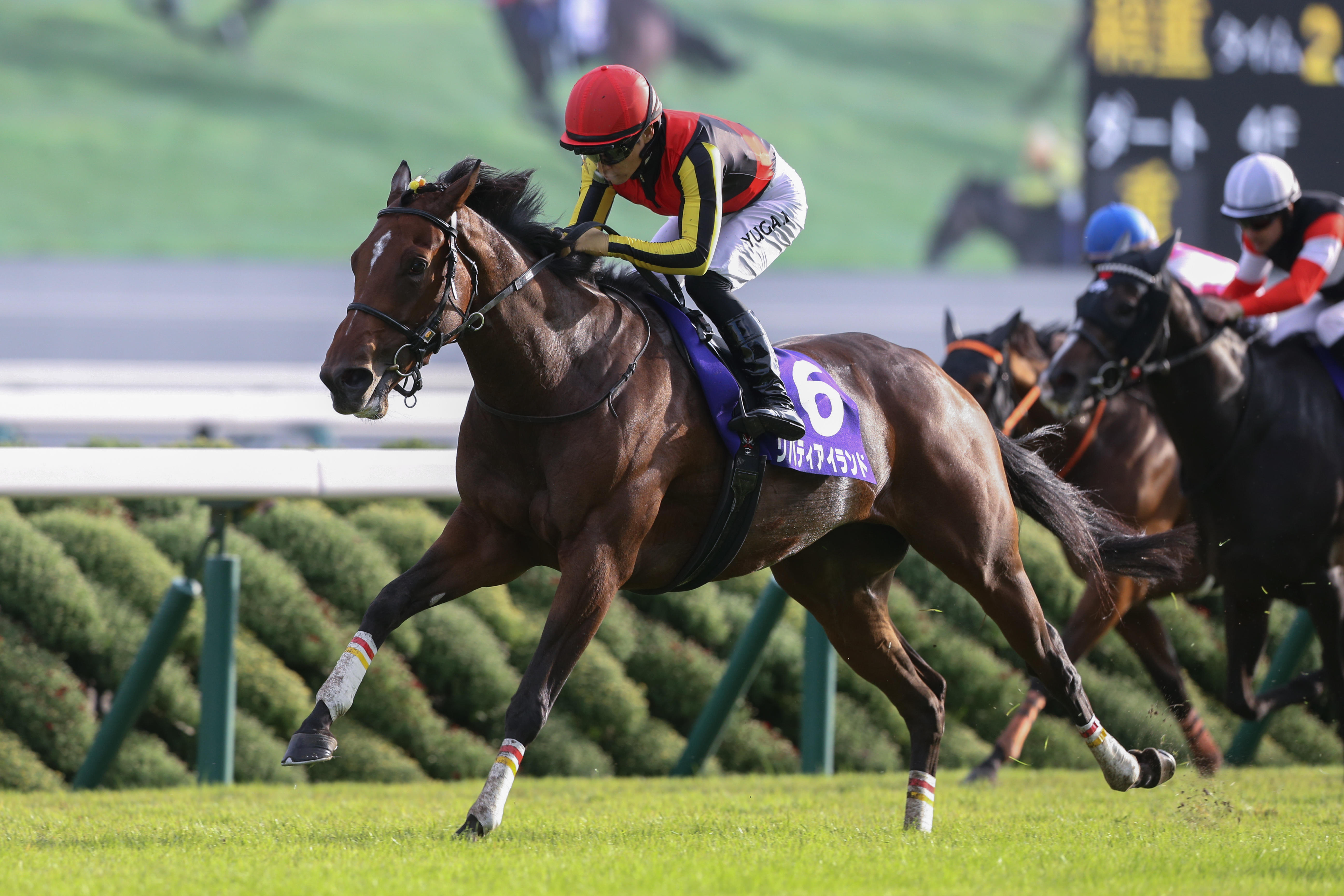 ジャパンC】リバティアイランド484kg、イクイノックス 499kg 調教後の