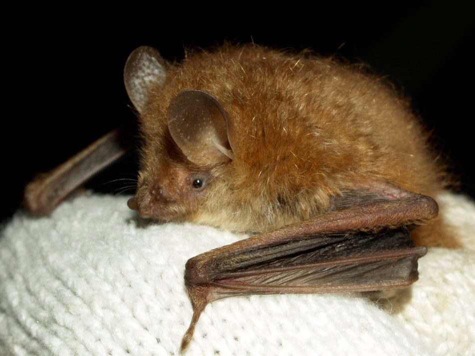 生物学科・河合教授が『Newton』5月号でコウモリに関する記事の監修を