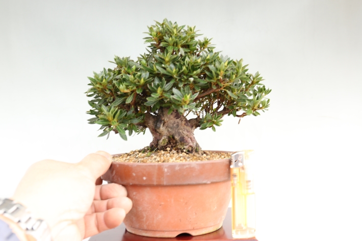 カックン専用！ 皐月盆栽 さつき盆栽 サツキ盆栽 カックン専用！ 皐月