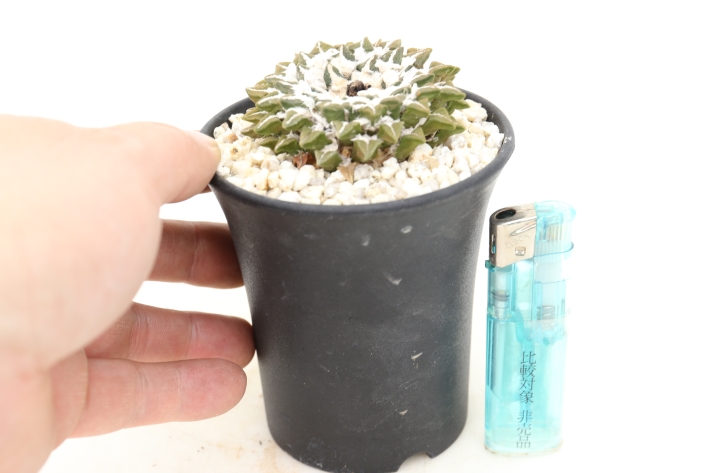 大疣黒牡丹 実生 A2687☆アリオカルプス サボテン☆「送料無料」浦部陽向園