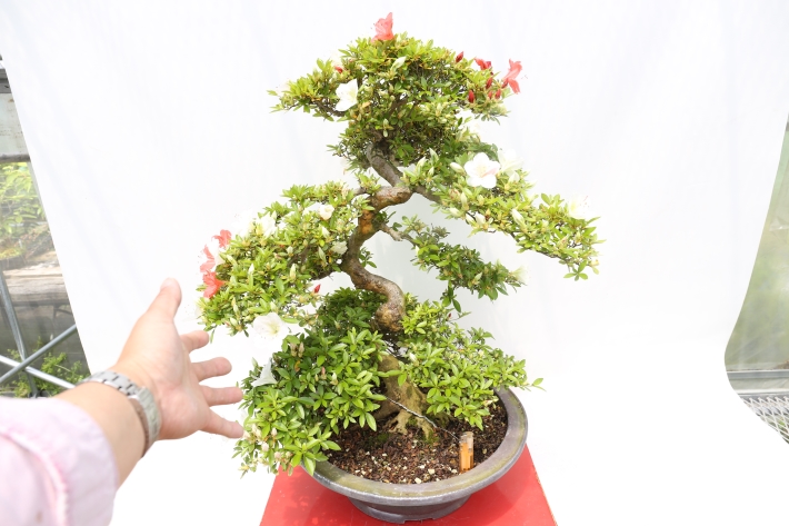 難波錦（皐月） A2817☆サツキ 花物実物類 大型盆栽☆「送料無料」浦部