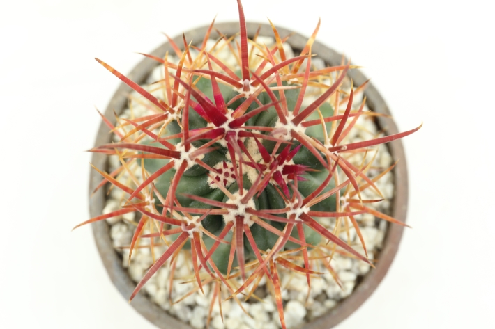 赤刺金冠竜 実生 A2832☆フェロカクタス サボテン☆浦部陽向園