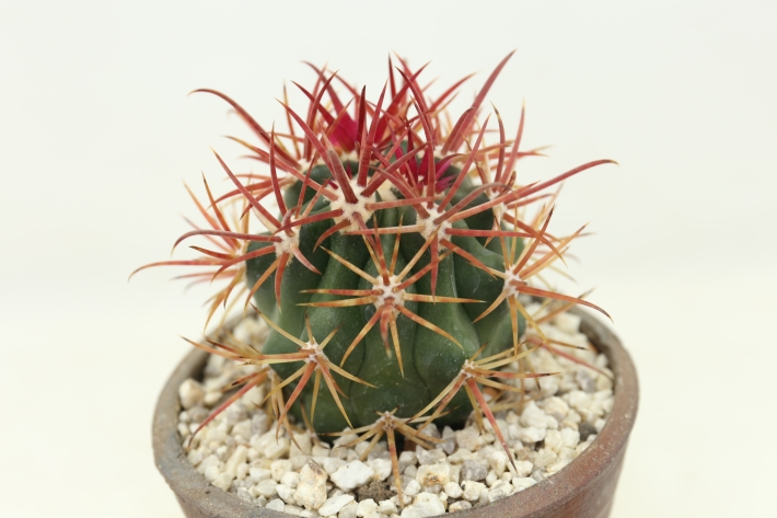 赤刺金冠竜 実生 A2832☆フェロカクタス サボテン☆浦部陽向園