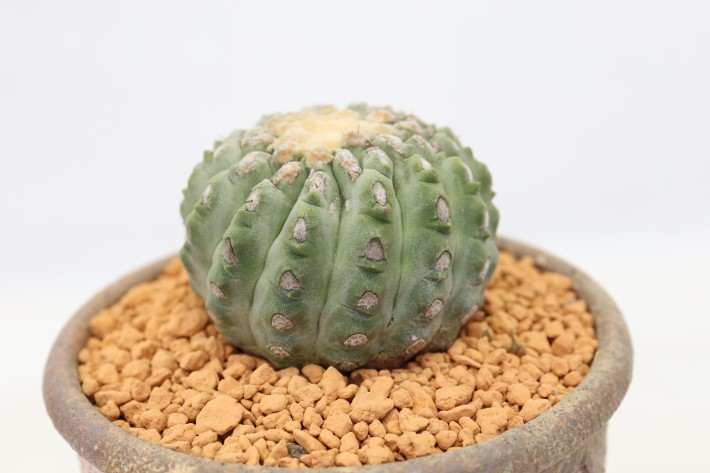 刺無し孤竜丸 接ぎ降ろし A3511☆コピアポア コルムナアルバ サボテン