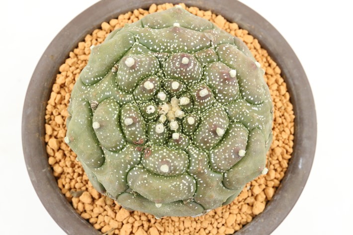 大疣亀甲兜 実生 A3568☆アストロフィツム カブト サボテン☆「送料