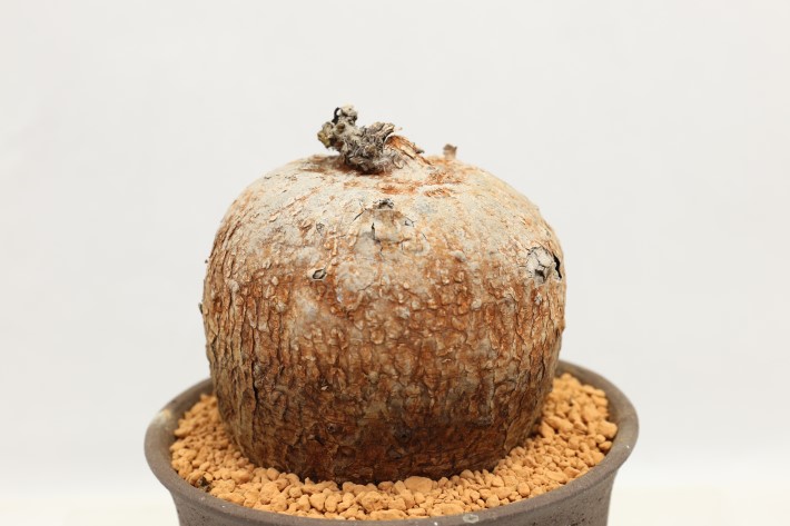 ボルシアーナ 輸入球 A3562☆イポメア 塊根植物 多肉植物☆「送料無料