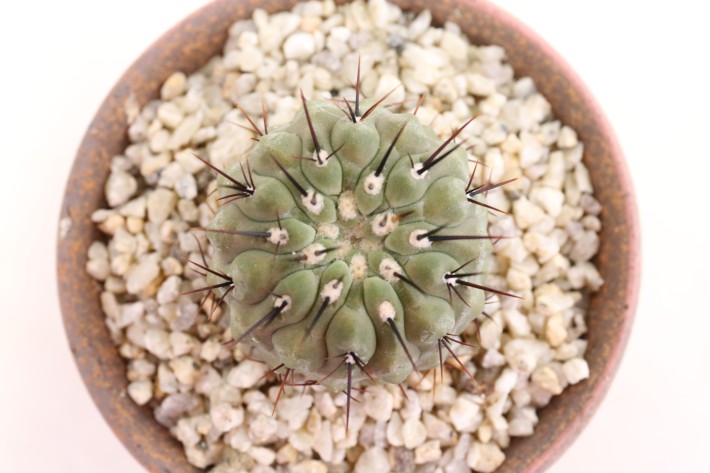 孤竜丸 実生 A3762☆コピアポア コルムナアルバ サボテン☆「送料無料